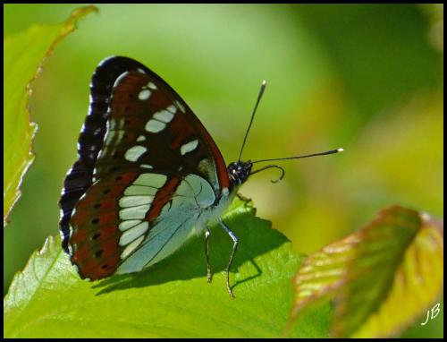 Limenitis reducta